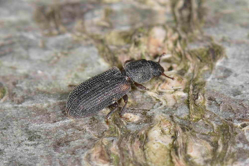 Synchita humeralis - Zopheridae, Colidiinae